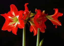 Czerwone kwiaty amarylisa na czarnym tle