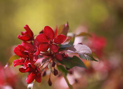 Czerwone, Kwiaty, Jabłoń