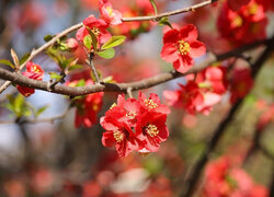 Czerwone kwiaty na gałązkach pigwowca japońskiego
