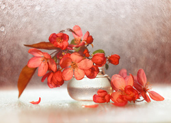 Czerwone kwiaty jabłoni rajskiej w dekoracyjnym wazonie