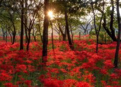 Czerwone kwiaty pośród drzew w promieniach słońca
