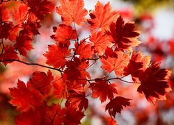 Czerwone liście klonu na gałązce