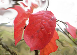 Czerwone liście krzewu