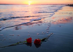 Czerwone róże na morskiej plaży o zachodzie słońca