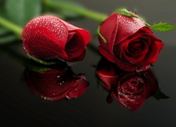 Czerwone róże w kroplach wody