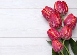Czerwono-białe, Tulipany, Siedem, Tulipanów, Białe, Deski
