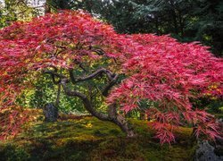 Ogród, Portland Japanese Garden, Drzewo, Klon palmowy, Portland, Stan Oregon, Stany Zjednoczone