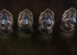 Psy, Cztery, Owczarek niemiecki, Grafika