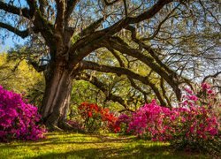 Stany Zjednoczone, Stan Karolina Południowa, Hrabstwo Charleston, Wyspa Johns Island, Angel Oak Park, Angel Oak - Dąb Anielski, Dąb wirginijski,  Drzewo, Rododendrony