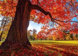 Park, Drzewo, Dąb, Jesień, Liście
