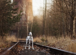 Dalmatyńczyk na torach kolejowych w lesie