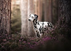 Pies, Dalmatyńczyk, Las, Pnie, Drzew, Kwiaty