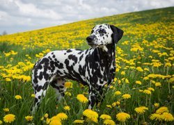 Dalmatyńczyk, Pies, Mlecze, Kwiaty