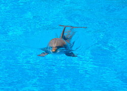 Pływający, Delfin, Woda