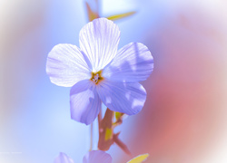 Niebieski, Kwiat, Len włochaty