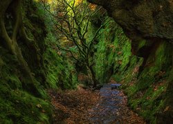 Szkocja, Hrabstwo Stirlingshire, Wąwóz Finnich Glen, Diabelskie schody - The Devils Staircase, Skały, Drzewa, Mech