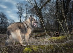 Pies, Owczarek niemiecki, Drzewa, Trawy