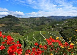 Góry, Wzgórza, Pola, Drogi, Kwiaty, Maki, Domy, Dolina, Douro Valley, Portugalia