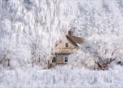 Zima, Drewniany, Dom, Las, Ośnieżone, Drzewa