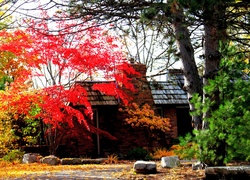 Dom wśród jesiennych drzew