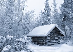 Drewniana chata w zimowym lesie