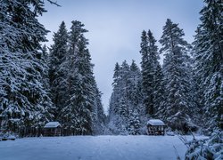 Drewniane altanki w zimowym lesie