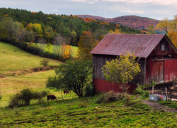 Drewniany dom na wzgórzu i krowy na pastwisku