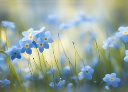 Drobne niebieskie kwiatuszki na rozmytym tle