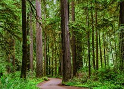 Droga i las w parku stanowym Jedediah Smith Redwoods State Park
