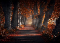 Droga między drzewami