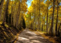 Droga między topolami osikowymi jesienią
