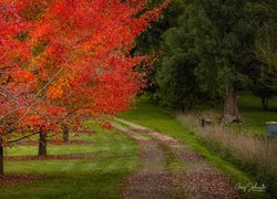 Droga obok jesiennych drzew w australijskim parku Wandiligong