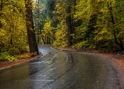 Droga po deszczu w jesiennym lesie