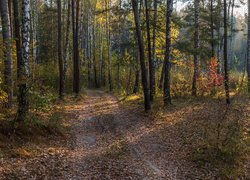 Droga pośród drzew w jesiennym lesie