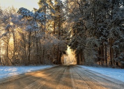 Droga prowadząca do zaśnieżonego lasu w promieniach słonecznych