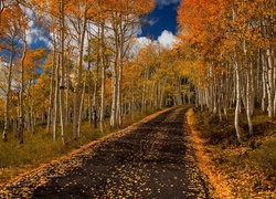 Droga prowadząca przez brzozowy zagajnik jesienią