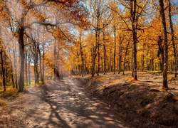 Droga prowadząca przez jesienny las