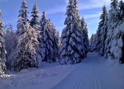Droga prowadząca przez zaśnieżony las