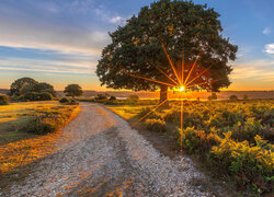 Droga przez pola i drzewo w blasku zachodzącego słońca