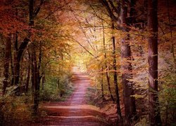 Droga przez słoneczny jesienny las