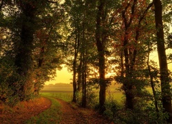 Droga przy zamglonym jesiennym lesie o świcie