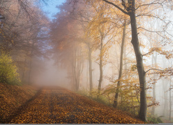 Droga w jesiennym zamglonym lesie