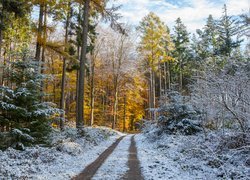 Droga w lesie oprószonym śniegiem