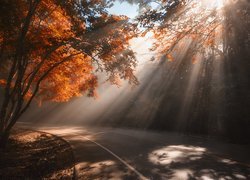 Droga w słońcu wśród jesiennych drzew