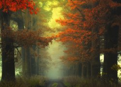 Las, Drzewa, Jesień, Mgła, Droga