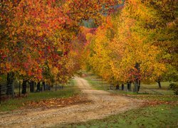 Droga wśród jesiennych drzew w australijskiej miejscowości Wandiligong