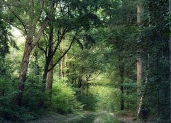 Droga wśród zielonych drzew w lesie