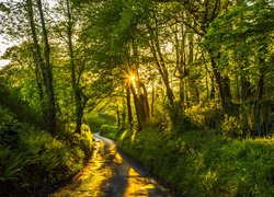 Droga wśród zielonych drzew w promieniach słońca