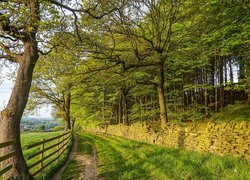 Wieś Denby Dale, Droga, Drzewa, Las, Mur, Kamienie, Płot, Hrabstwo West Yorkshire, Anglia