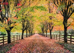 Droga z jesiennymi drzewami w parku